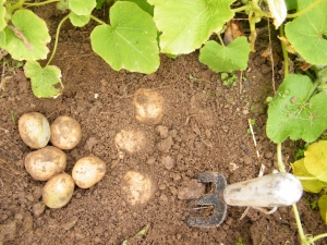Digging potatoes - landscape